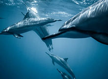 kaiyun-CBA-五人得分上双 北京北汽击败广东东阳光